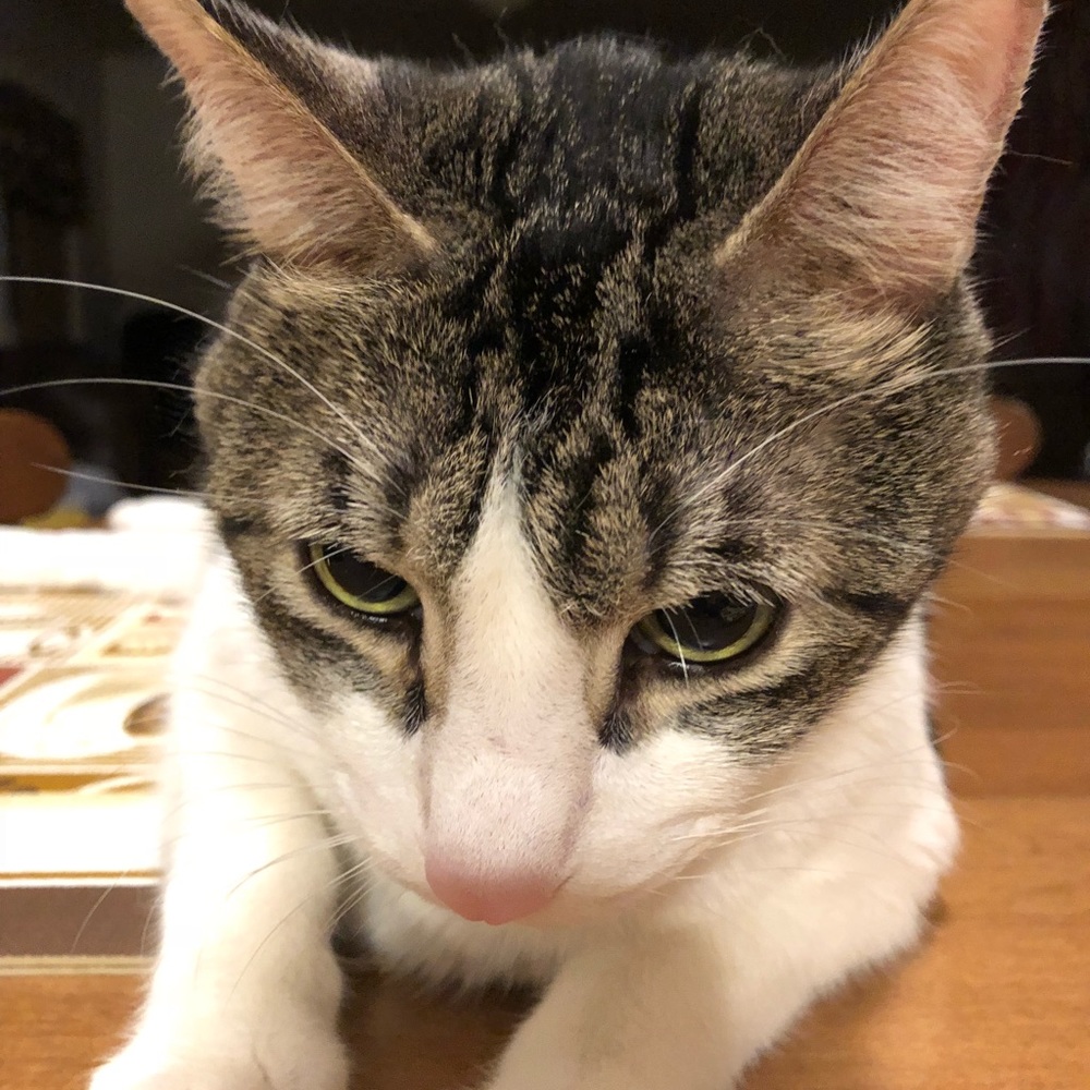 Meet your Posher, Janayya